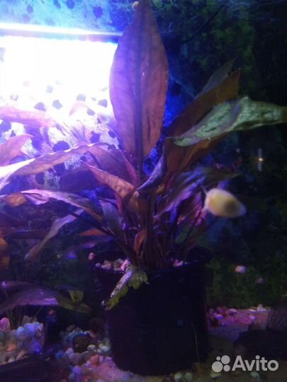 Эхинодорус