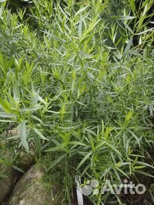 Эстрагон тархун