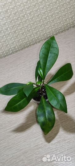 Таренна Дидидум. Брунфельсия Ундулата