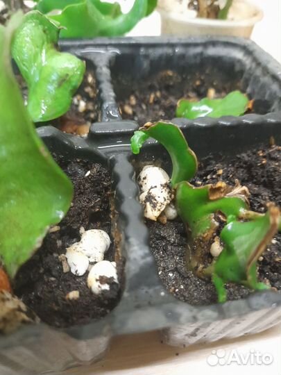 Комнатные растения