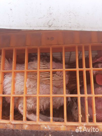 Куры несушки