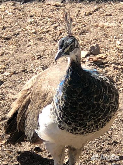 Павлиненок