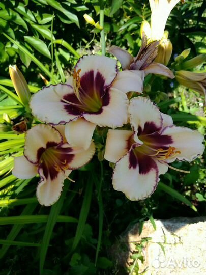 Лилейники сортовые