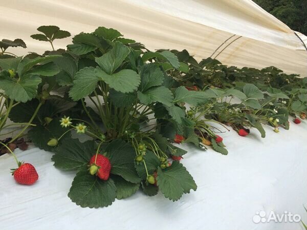 Пленка клубничная Черно-Белая с префорацией 25*30