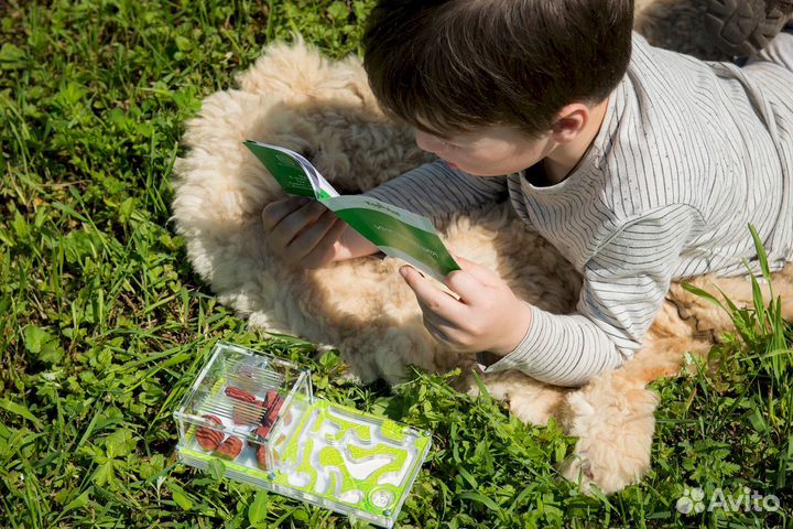 Муравьиная ферма