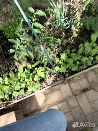 Рассада помидор