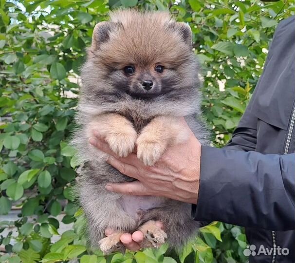 Премиальный мальчик померанского шпица