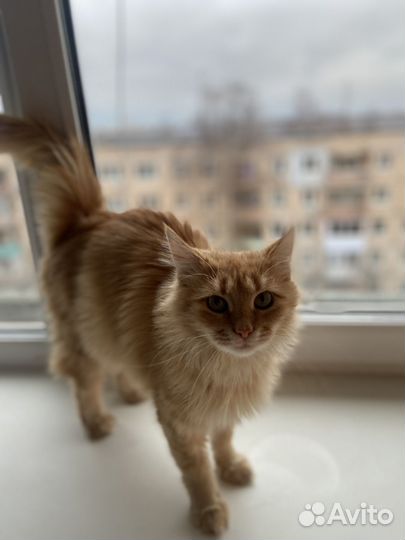 В добрые руки