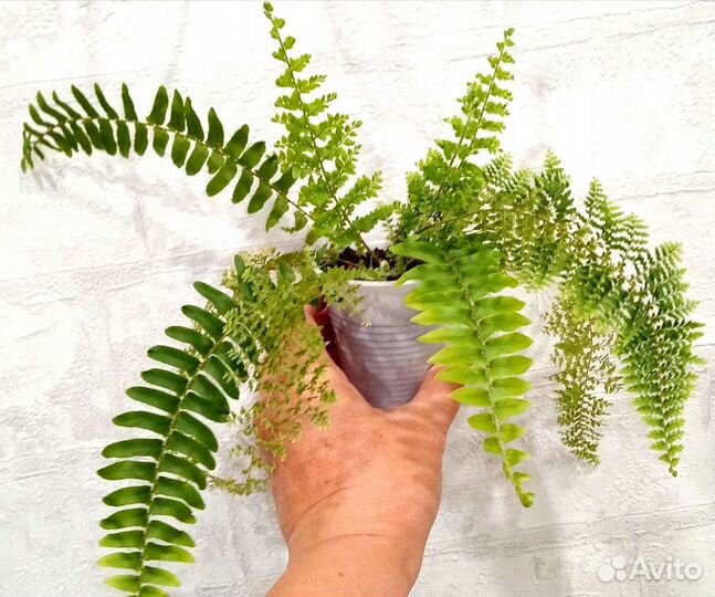 Папоротники