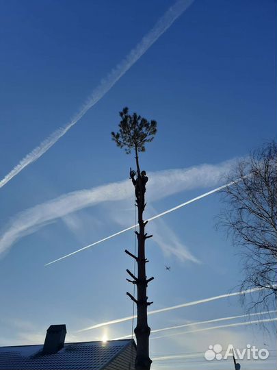 Спил деревьев