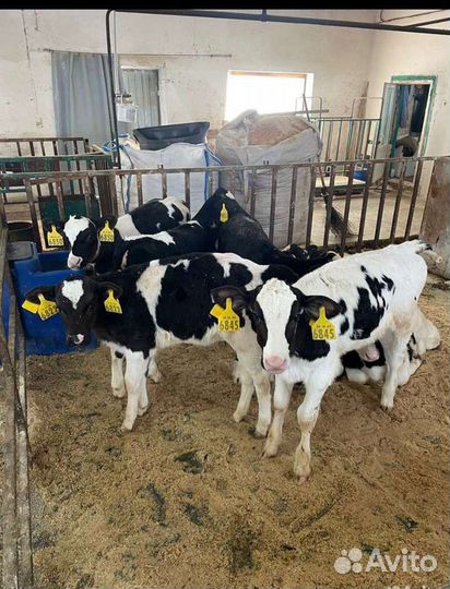 Бычки телята