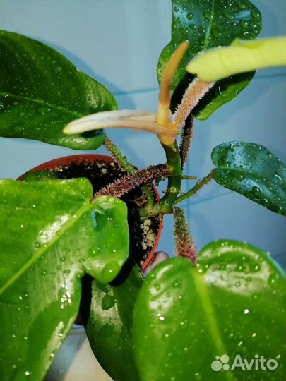 Филодендрон squamiferum, мюленбекия
