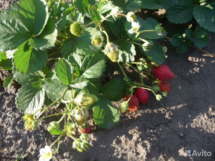 Продам рассаду земляники