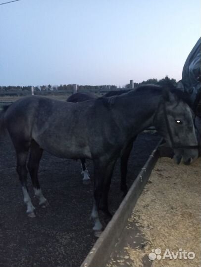 Жеребец орловский рысак