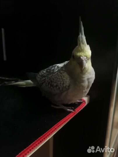 Попугай корелла с клеткой