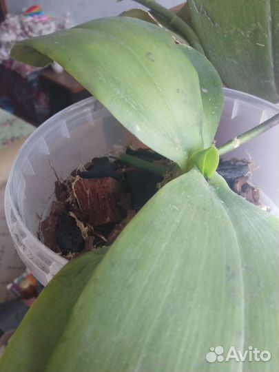 Орхидея Лиодоро ароматная