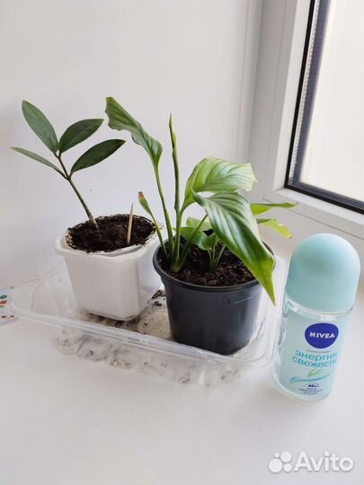 Фикус кротон спатифиллум замиакулькас