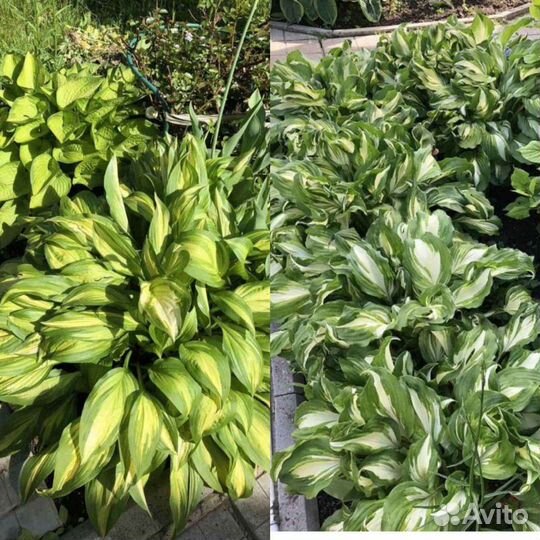 Хосты/клематис/денежное дерево