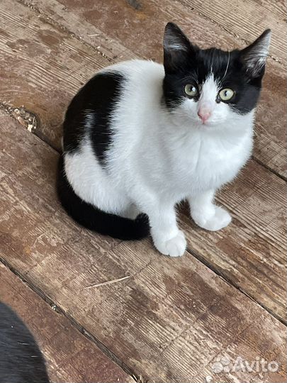 Котенок в добрые руки