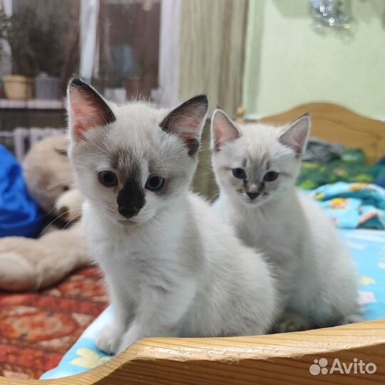 Британские котята