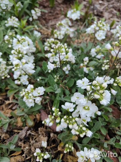 Растения для альпийской горки
