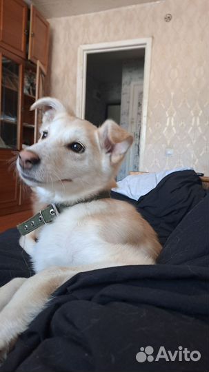 Собачка дворняшка