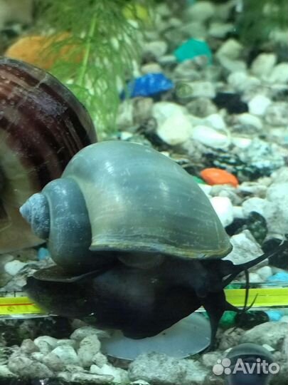 Улитки Ампулярии, криптокорина, раголистник