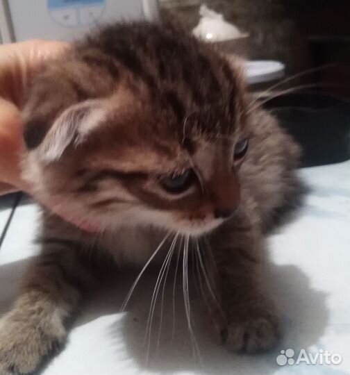 Кошка в дар бесплатно