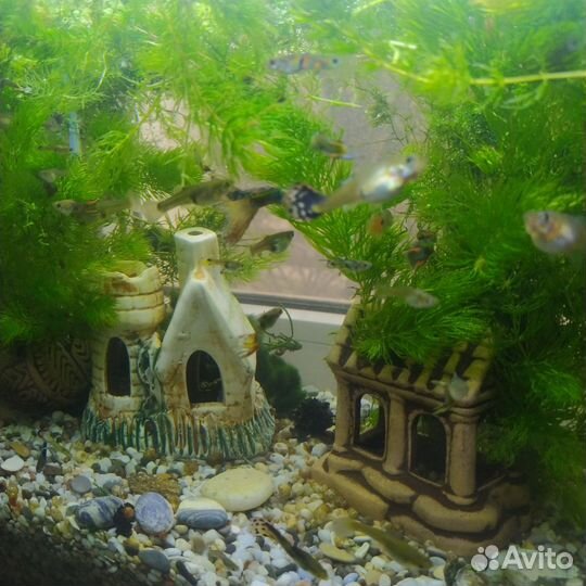 Роголистник в аквариум