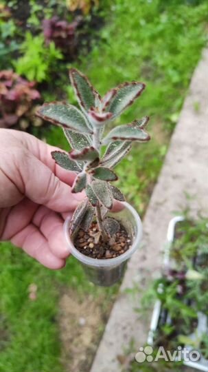 Суккуленты