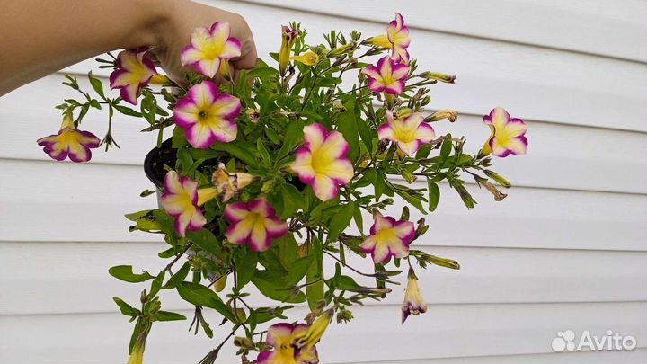 Вегетативные вербены и калибрахоа