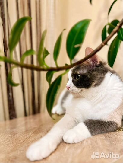 Кошечка в добрые руки