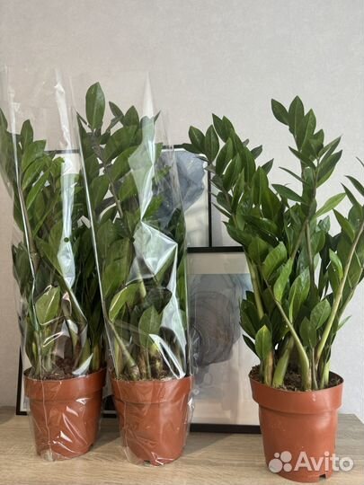 Растение. Замиакулькас замифолия