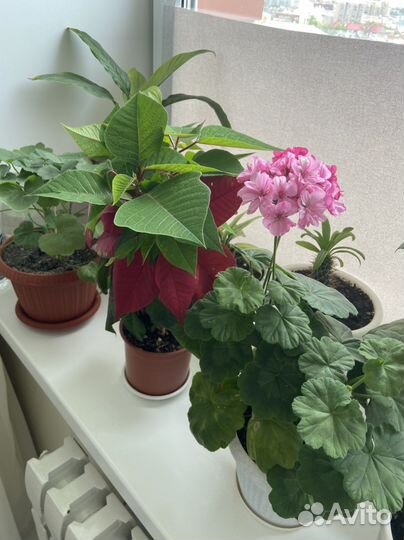 Комнатные растения