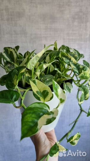 Сциндаптус Джой большой