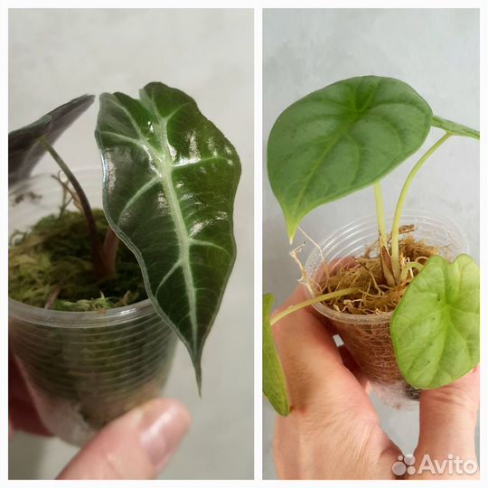 Алоказия Полли,алоказия серебрянный дракон