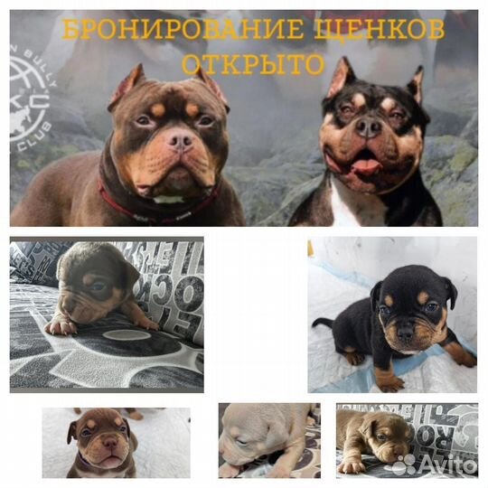Американский булли