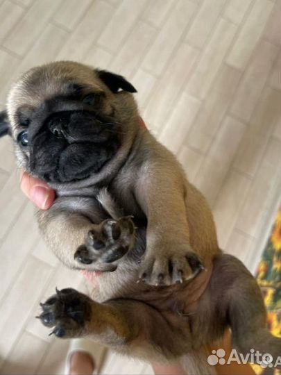 Щенки мопса