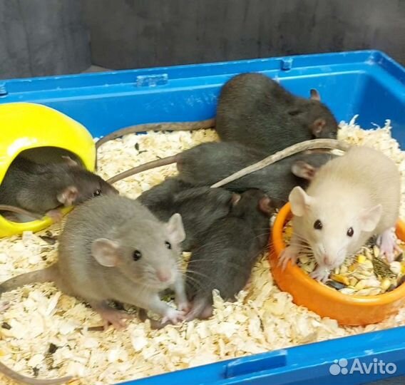 Декоративные крыски Дамбо