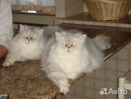 Стригу собак и кошек