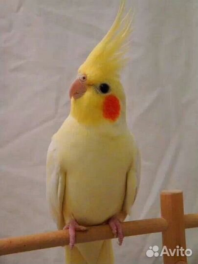 Попугай корелла