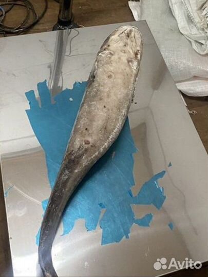 Налим Ямальский. Свежемороженый