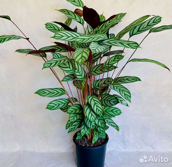 Калатея ктенанта оппенгейма