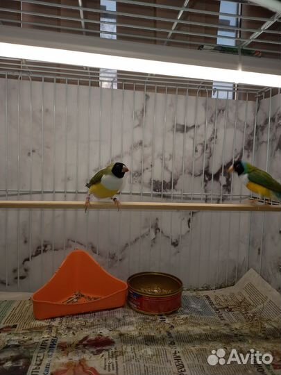 Амадины гульда