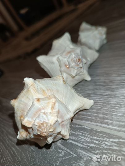 Морские ракушки рапанов