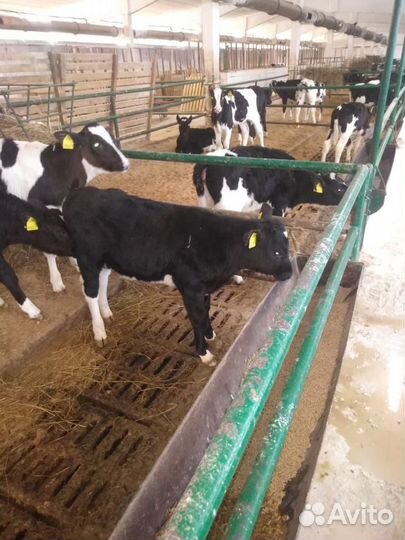 Телята мясной породы бычки