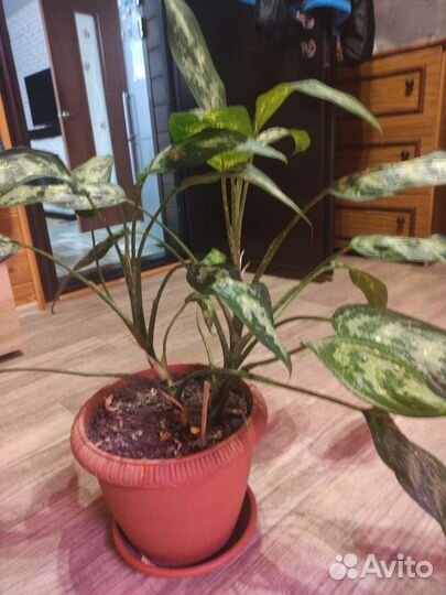 Диффенбахия