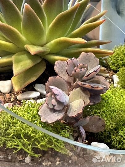 Подарок Флорариум суккуленты цветы