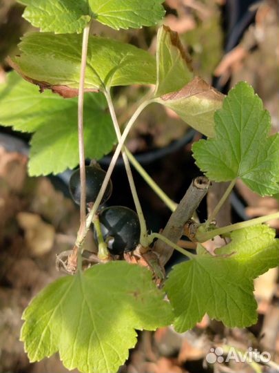 Смородина, жимолость с ягодами