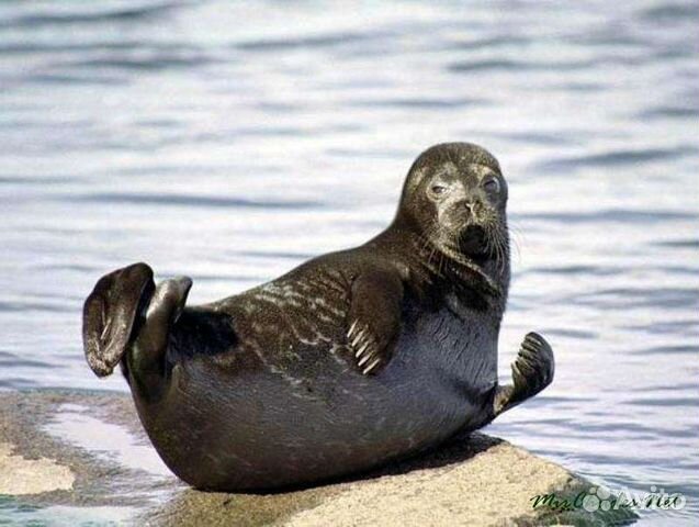 Экскурсии,прогулки на Валаам,Ладожские шхеры